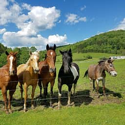 Want to get up close and personal with our equine rescues?  No problem!  Just head over to a gate and pet!
