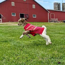 We welcome you to meet Ella Fitzgerald the Goat and her other unruly animal friends!