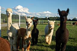 Outstanding Dreams Alpaca Farm