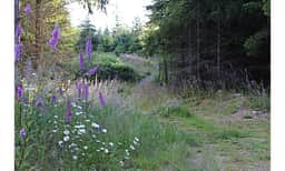 Spring Wildflowers Winding Up the Road!
