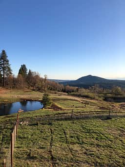 A view of our pond in summer with some of our local deer.