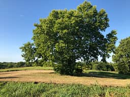 Campsite elm tree overlooking grounds
