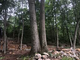 Twin Oaks - Approaching the site from the parking area.