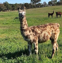 Alpaca Magic