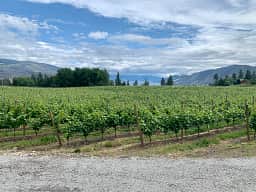 Back Forty Vineyards