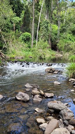 Beautiful lush green foliage