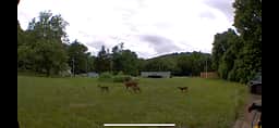 The field