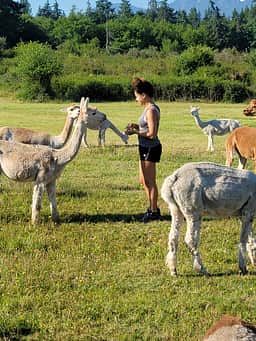 Run w/ Alpacas Farm Stay Port Angeles