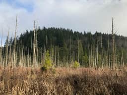 Part of the beaver pond in January 2021. The difference between winter and spring is striking! The birds are seemingly still quite active this time of year. 