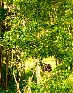 Danny’s Croft - 80 Acre Woods