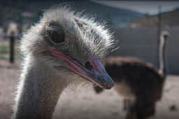 We are an operating ostrich ranch.