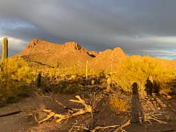 Saguaro national monument west