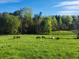 Galleywinter's herd grazing in the front pasture