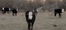 L7 Cattle Ranch Plus