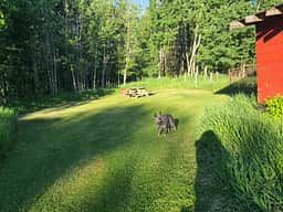 Wondering who the Blue Heeler is? That's our Emma! She wont leave your side while you stay her and absolutely loves children!