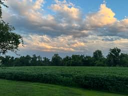 More great views across the soybean field behind the campsite.