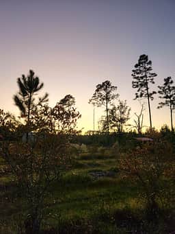 The Blueberry Ranch