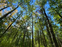 Aspen Grove