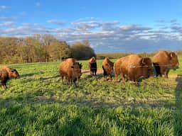 Bracy Gold Bison Ranch
