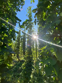 The Hop Yard Hideaway