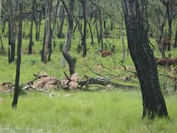 Maranoa River Powered Campground