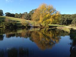 Our spring fed dam