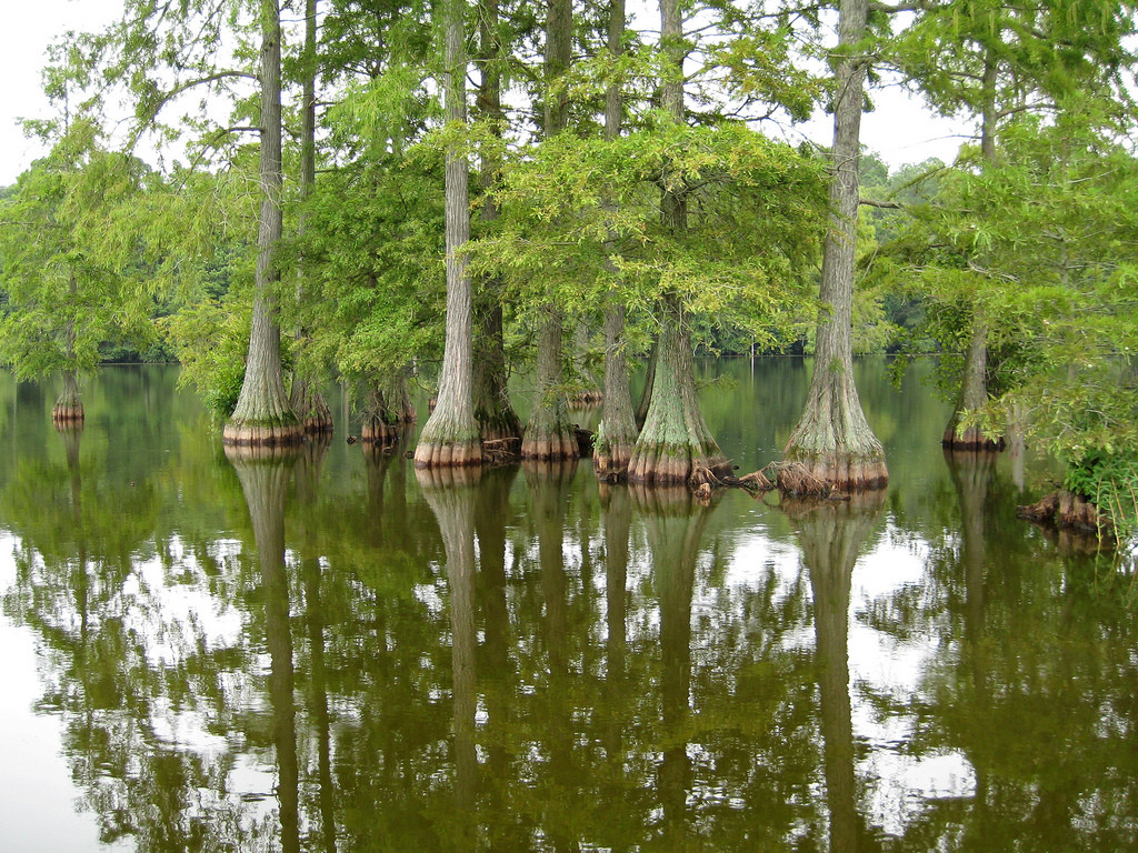 Trap Pond State Park
