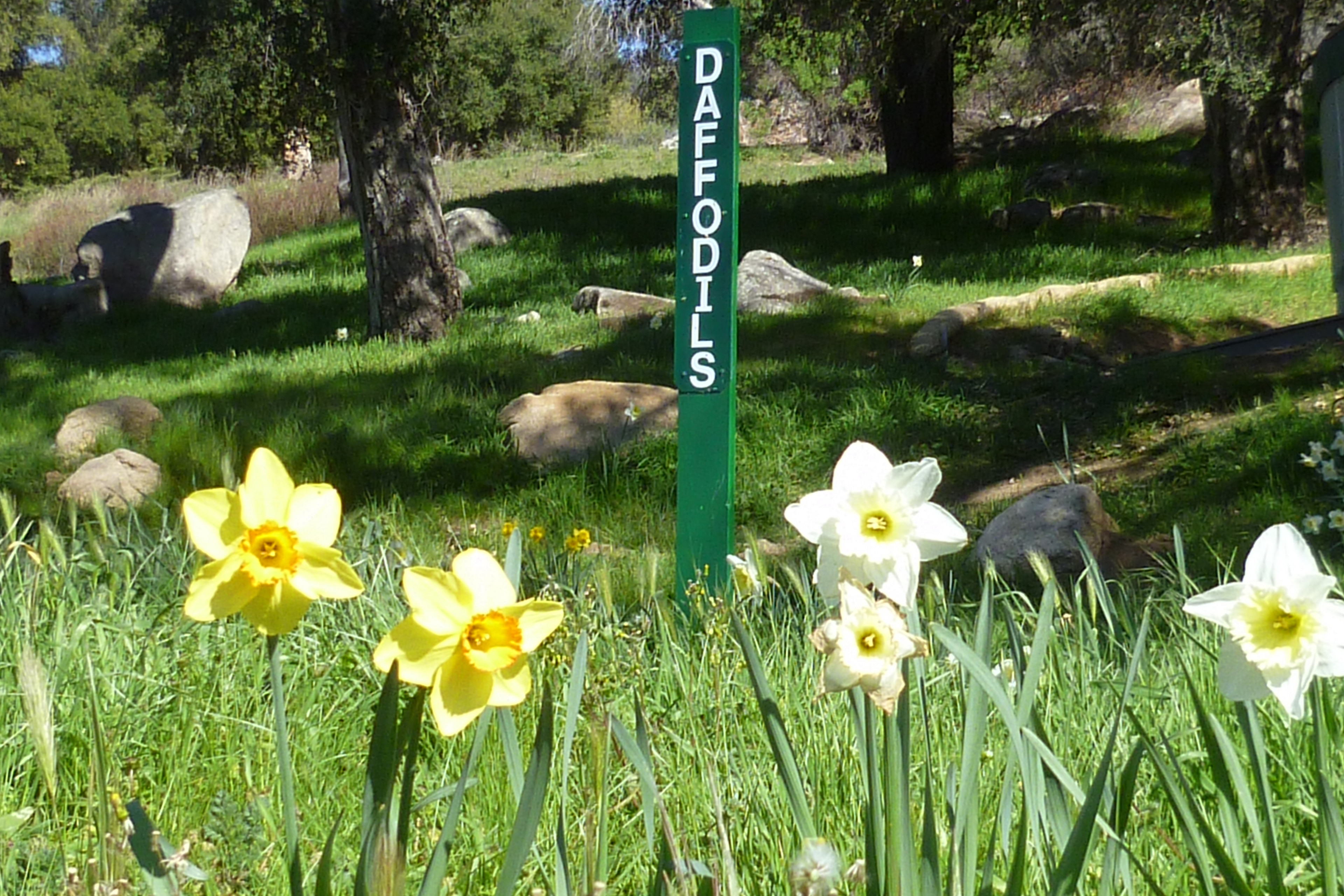 Daffodils in summer after the rains