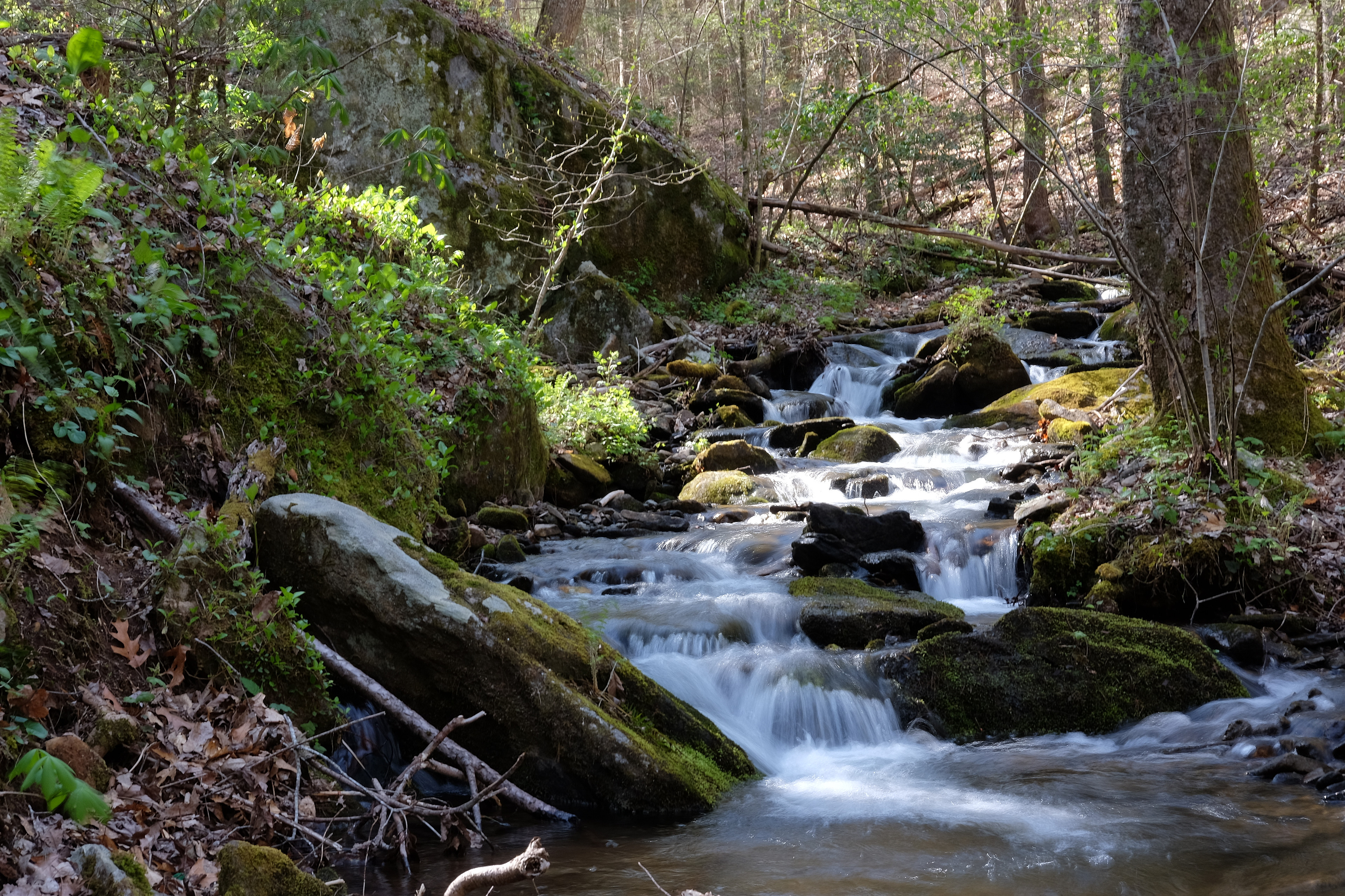 Vogel State Park