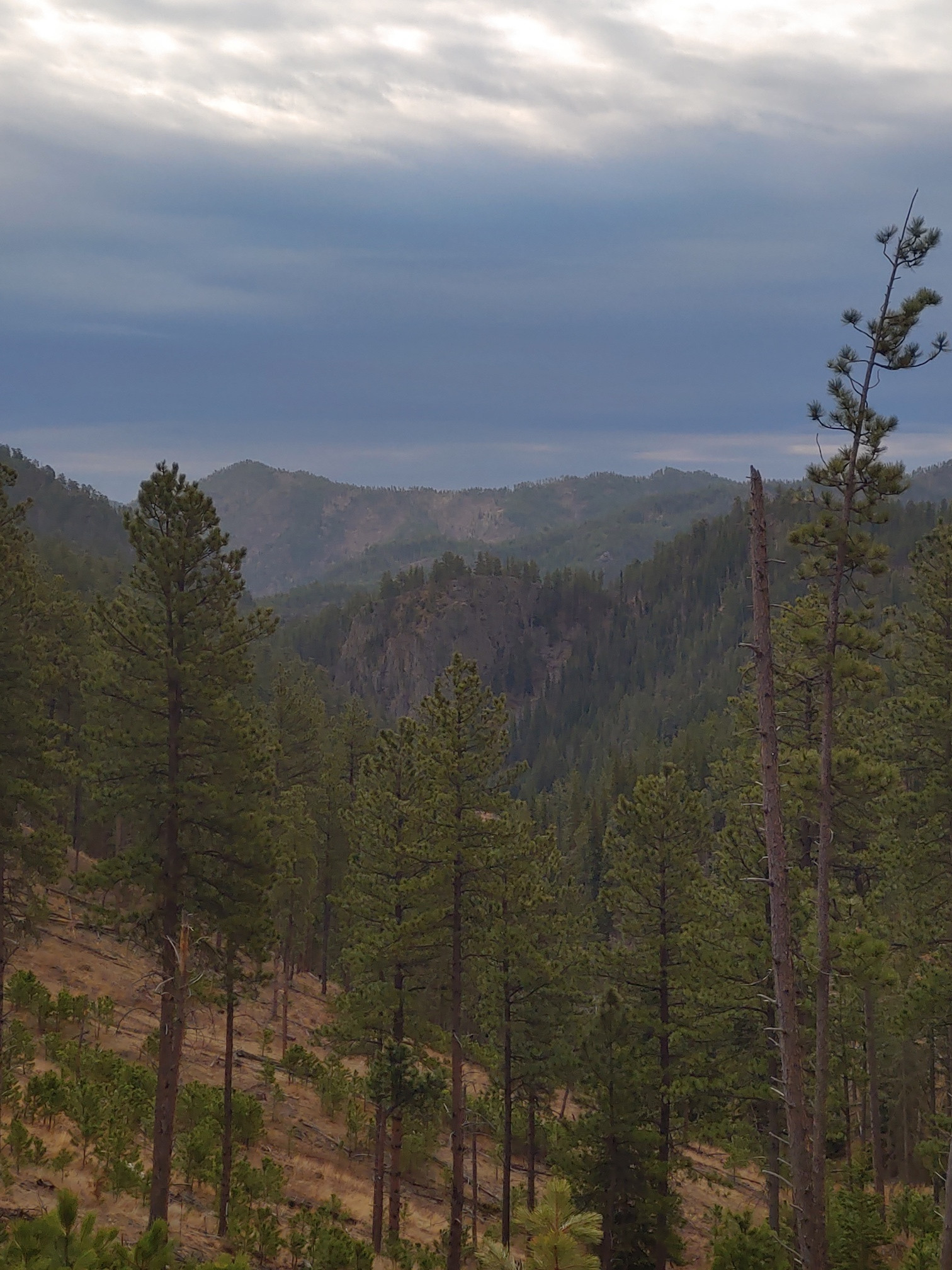 The Wilderness