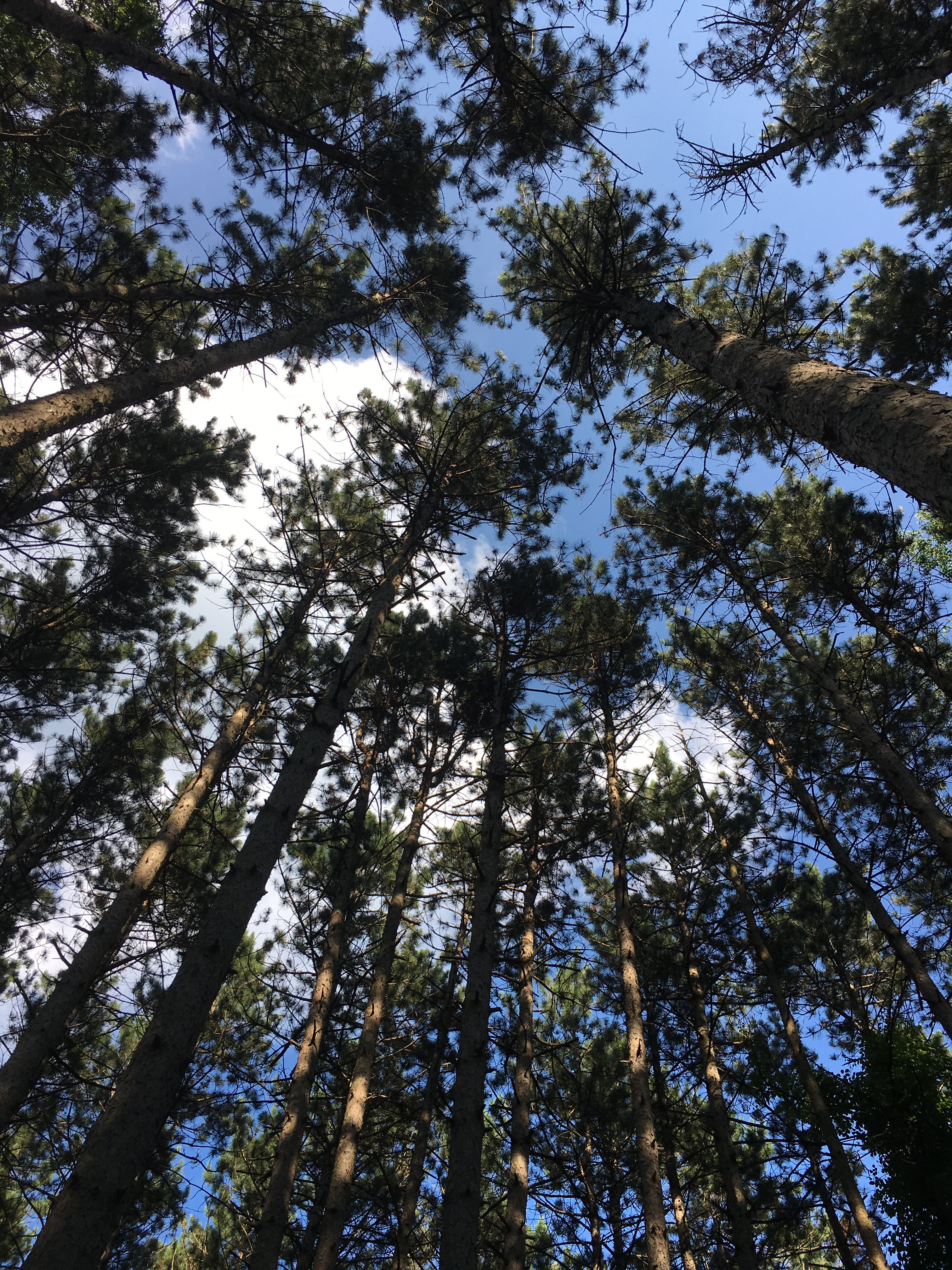 Mulligan's Valley in the Woods