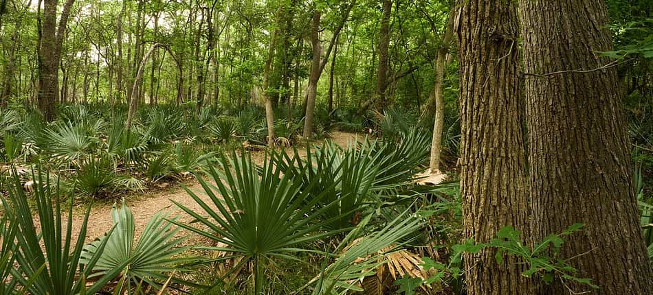 Palmetto State Park