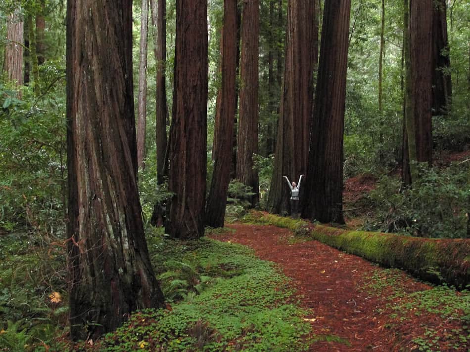 Big Basin Redwoods State Park