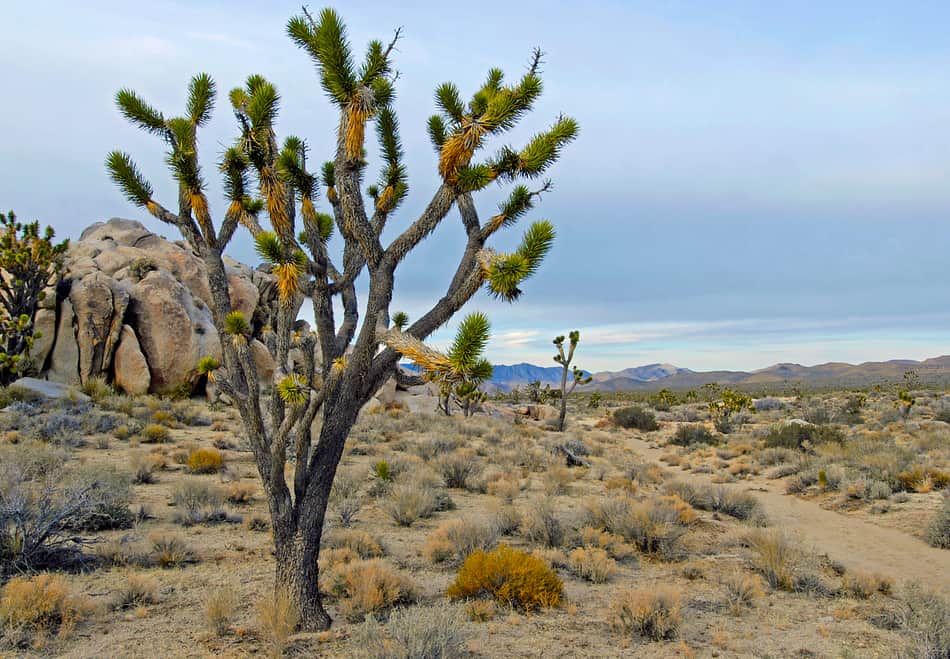 Mojave National Preserve