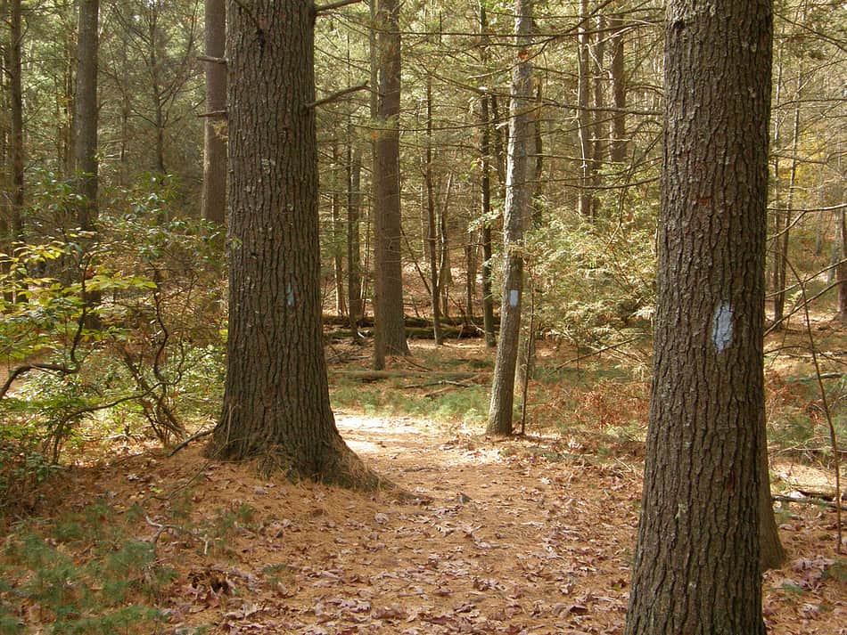Pachaug State Forest