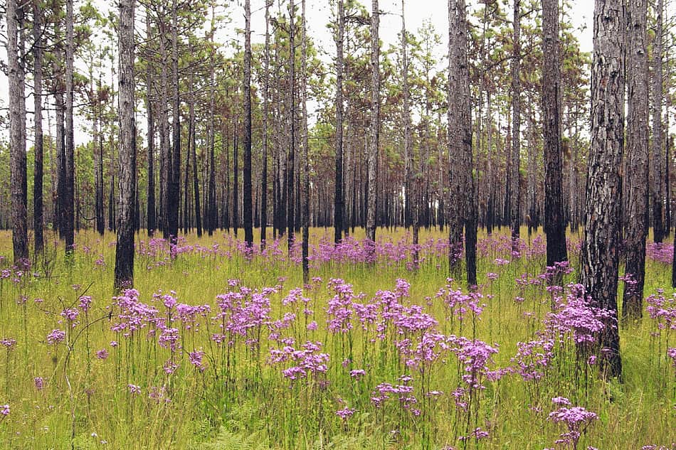 Croatan National Forest