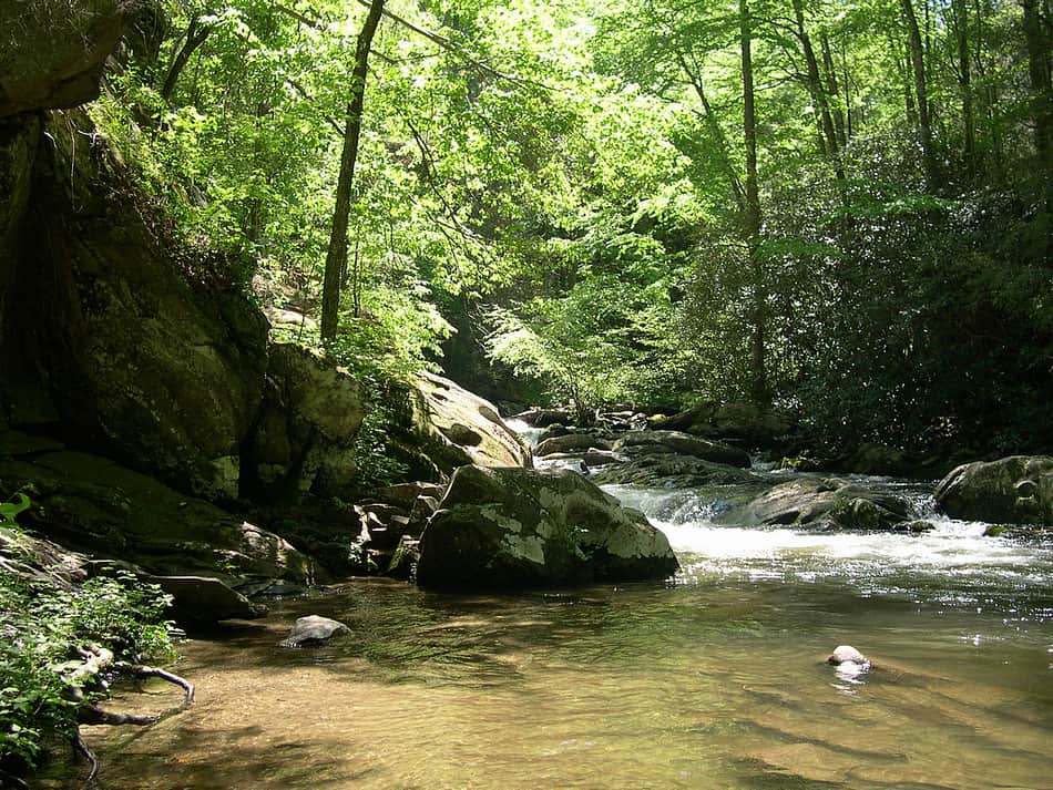 Cherokee National Forest