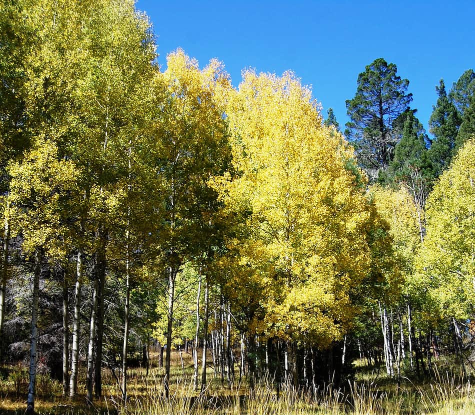 Lincoln National Forest