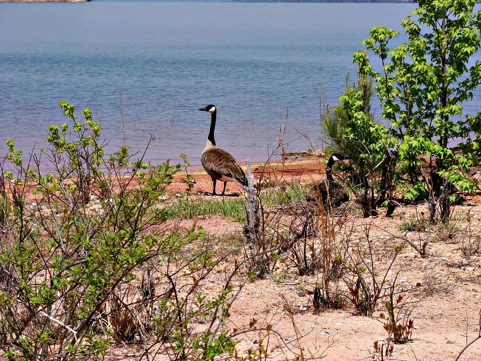 Elijah Clark State Park