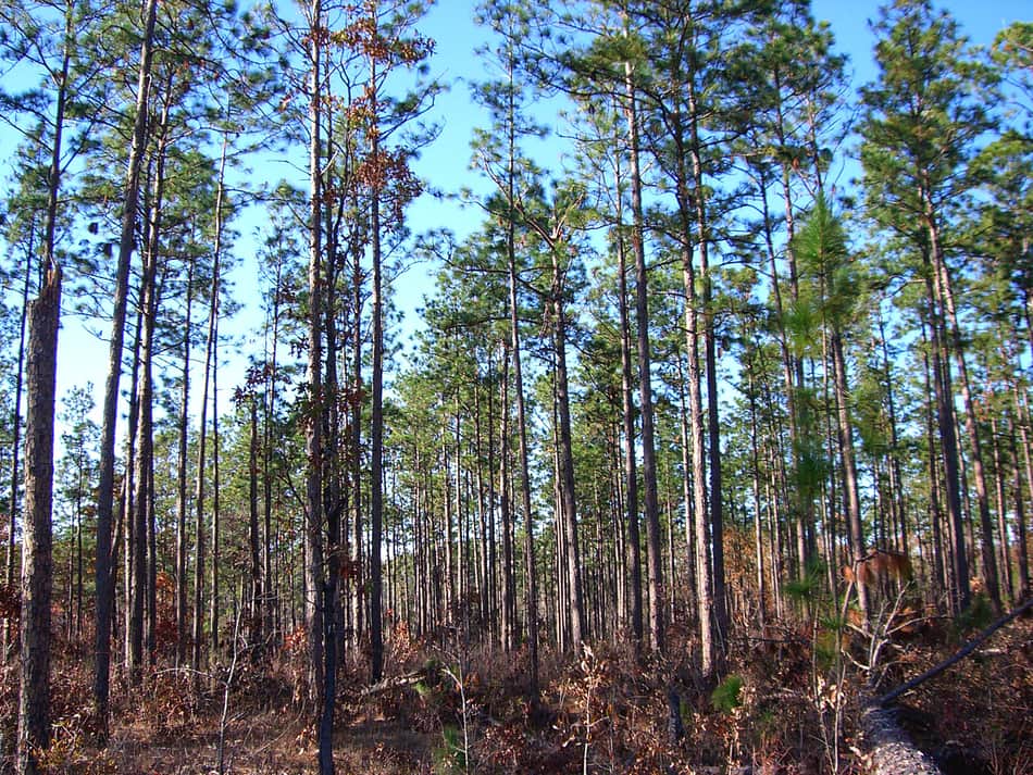 De Soto National Forest