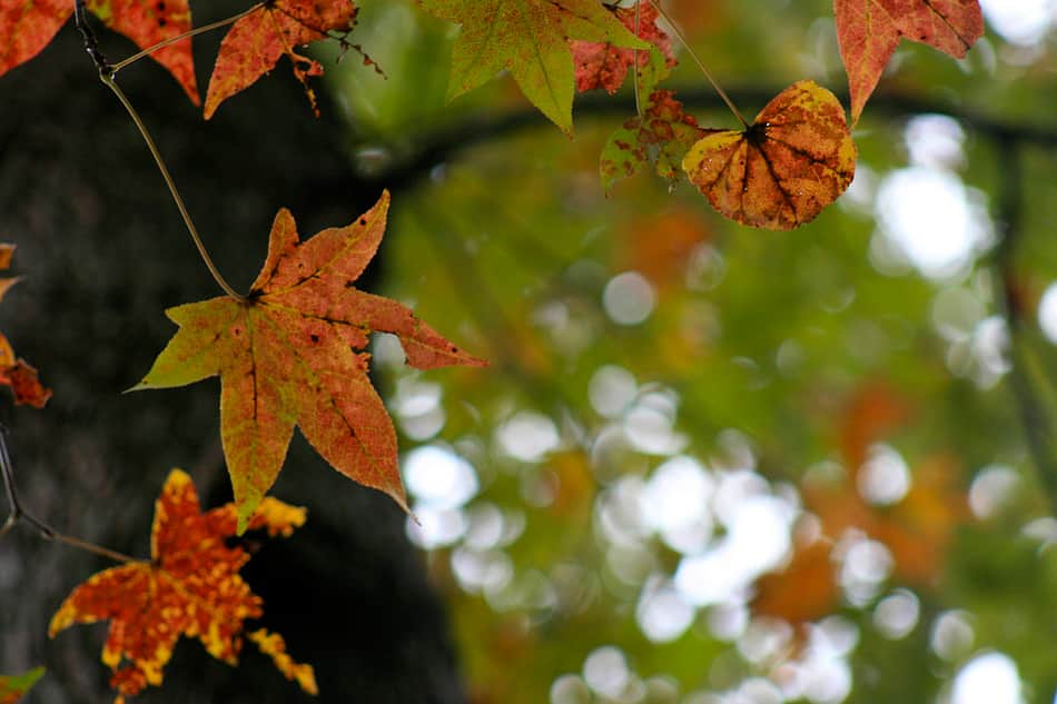 Natchez State Park